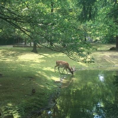 永恒降临手游(暂未上线)v2.05 安卓版